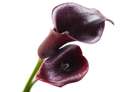 Two flowers of dark red calla isolated on white backgroundの写真素材