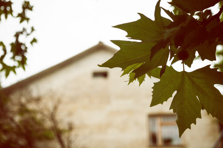 Branch of plane tree with green leaves and  facade of cottage. Retro style photoの写真素材