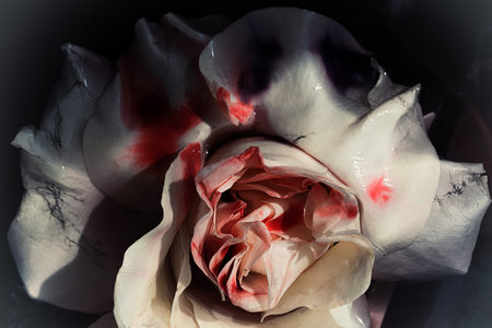 Bloodied wet flower of a withering white rose closeupの写真素材