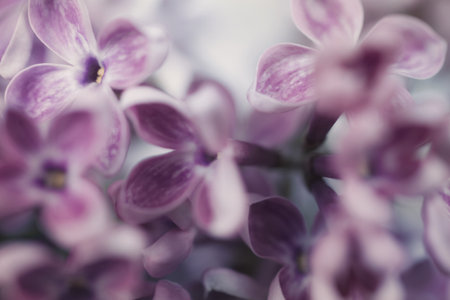 Floral background with lilac flowers close-up