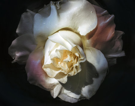 Wet flower of a withering white rose closeupの写真素材
