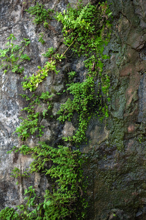 Gray wet stone covered with moss and green plantsの写真素材