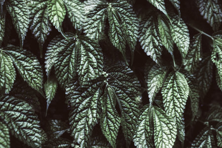 Texture of green grape leaves closeupの写真素材