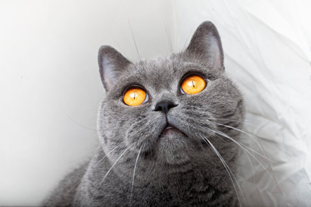 Muzzle of gray British cat close upの写真素材