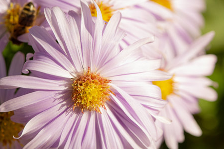 Macro of aster novi-belgii and beeの写真素材