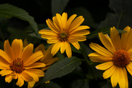 Sunny Jerusalem Artichokeの写真素材