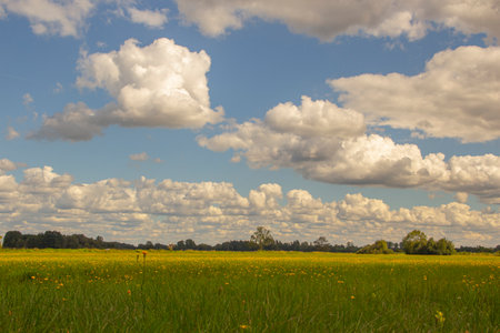 Peacefull meadow under fluffy cloadsの写真素材