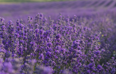 Lavender flowers blooming on field in the summerの写真素材