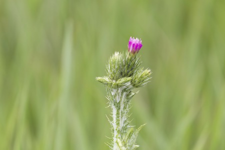 Blossoming milk thistle flower over green background, Silybum marianum or Carduus marianus, close up, macro, shallow dofの写真素材
