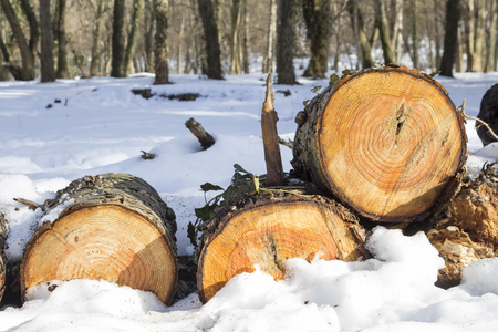 Pile of felled wood logs in the snow in winter forestの写真素材