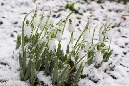 Spring snowdrop flowers with snow in forest after frostsの写真素材