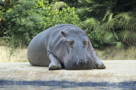 Hippo relax in Zoo Berlin. Adult hippopotamus lying and resting on the island in the aviary. Greenery background.の写真素材