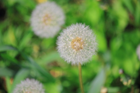dandelions in the meadow