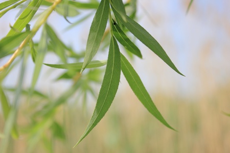 olive branchの写真素材