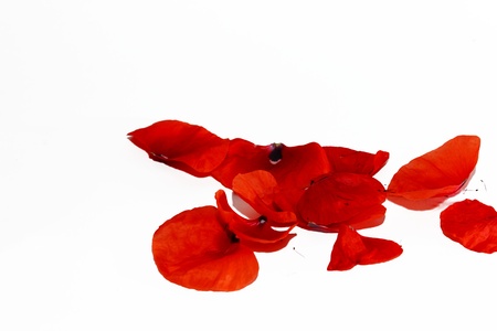 poppy petals isolated on white backgroundの写真素材