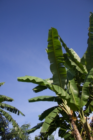 Banana plantations の写真素材