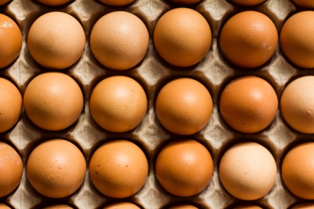 eggs panelの写真素材