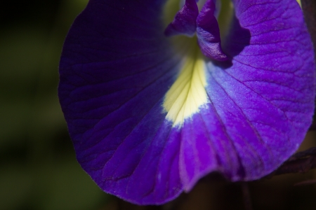 Butterfly Peaの写真素材