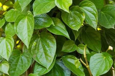 betelの写真素材