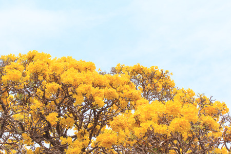 Close up yellow flowers blossom in spring time on sky background.の写真素材