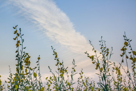 Cirrus cloudy sky above sun hemp yellow field flowers on day time for background.の写真素材