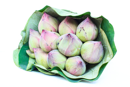 Pink budding lotus flowers with lotus leaves isolated on white backgroundの写真素材