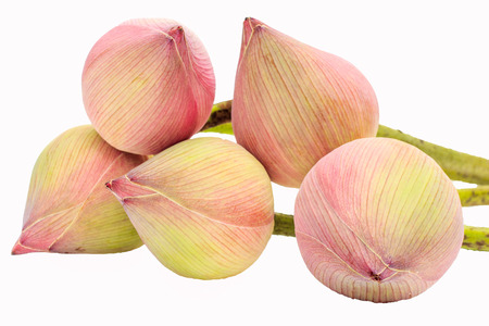 Pink budding lotus flowers isolated on white backgroundの写真素材