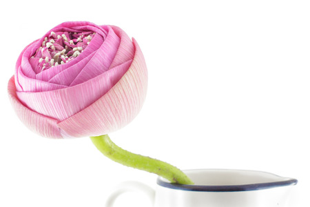 Folded Pink lotus flower in vase isolated on white backgroundの写真素材