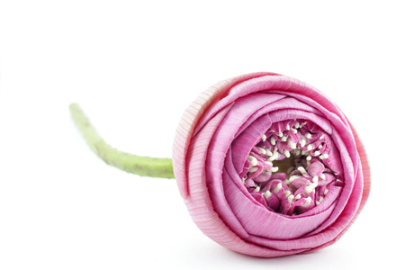 Folded pink lotus flowers isolated on white backgroundの写真素材