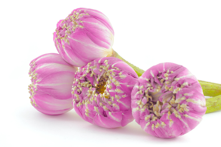 Pink lotus flowers bouquet isolated on white background with vintage tones.の写真素材