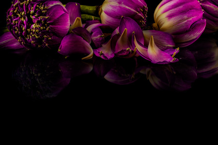 Pink lotus flowers on a black background with reflection, Free space for text.の写真素材