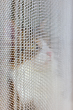 Cute little kitten sitting in the cage behind the mosquito net.の写真素材