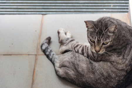 grey striped cat sitting on floor view from behindの写真素材