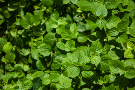 great green bush in the forest under sun light