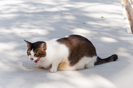 fat two tone cat is crouching and looking at somethingの写真素材