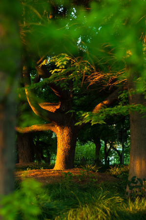 morning light on big tree trunk view through green bushの写真素材