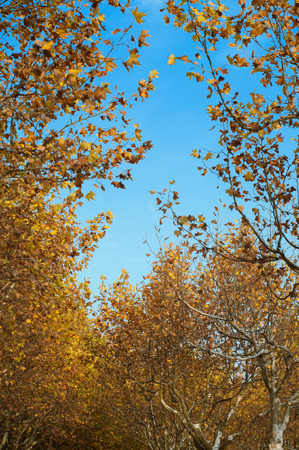 maple tree and clear blue sky in autumnの写真素材