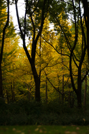 public park with trees in autumn, shadow of tree trunkの写真素材