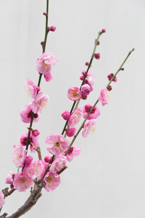 blooming pink plum flower branch in gardenの写真素材