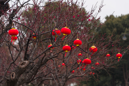 small red lanterns hang on trees in Chinese new year festivalの写真素材