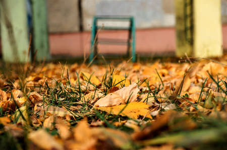fallen yellow leaves on green grassの写真素材