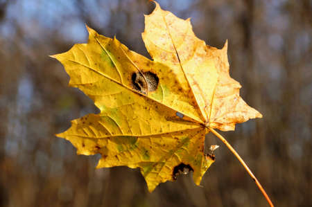 Autumn yellow big maple leaf close up