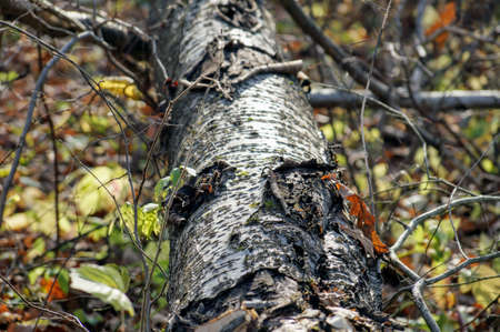 Part of the trunk of a fallen birch