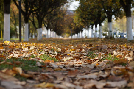 fallen autumn leaves on the grass and the perspective of the rows of treesの写真素材