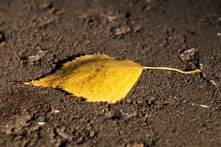 Fallen autumn bright yellow leaf on gray background