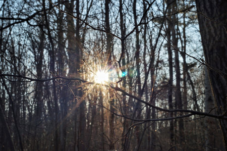 Beautiful sun among the trees in the forestの写真素材