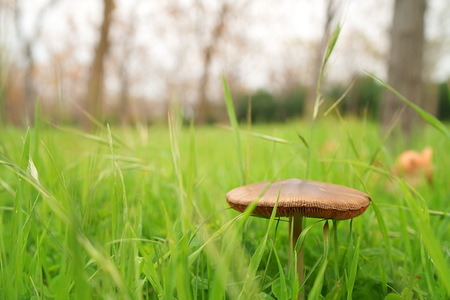 Natural, raw mushroom on the grass, in the nature.の写真素材