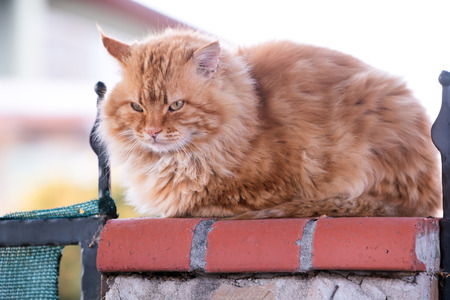 Red cat in the wallの写真素材