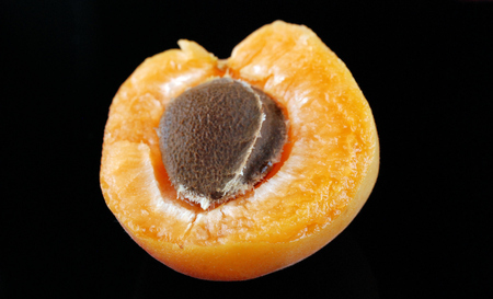 apricotの写真素材