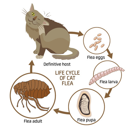Life Cycle Of Cat Flea Vector Illustration. The Spread Of Infection Diseases. Fleas Animals: Life Cycle Stages Of Development. Veterinary Medicine: Sick Cat. Sick Cat Symptoms. Sick Cat Diagnosis.のイラスト素材